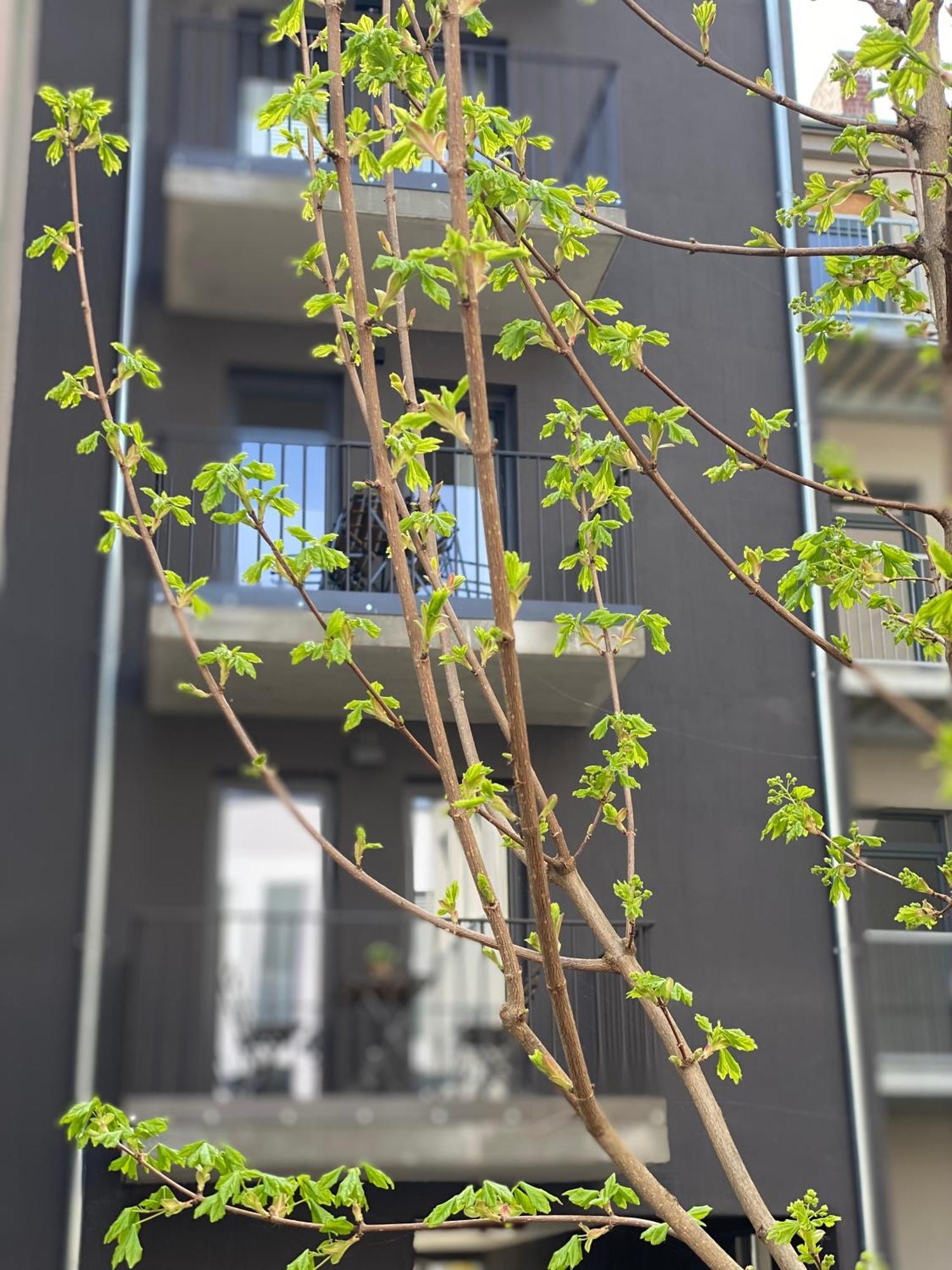 Eiwelhome - Stilvoll, Urban-Ruhig Schlafen, Bahnhofsnah, Balkon Erfurt Esterno foto